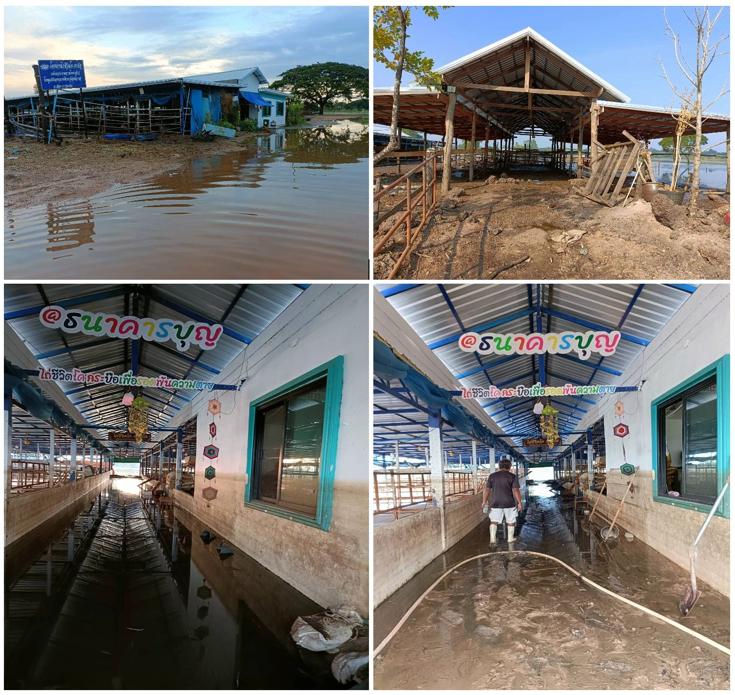 Rescued cattle at the Khon Kaen shelter