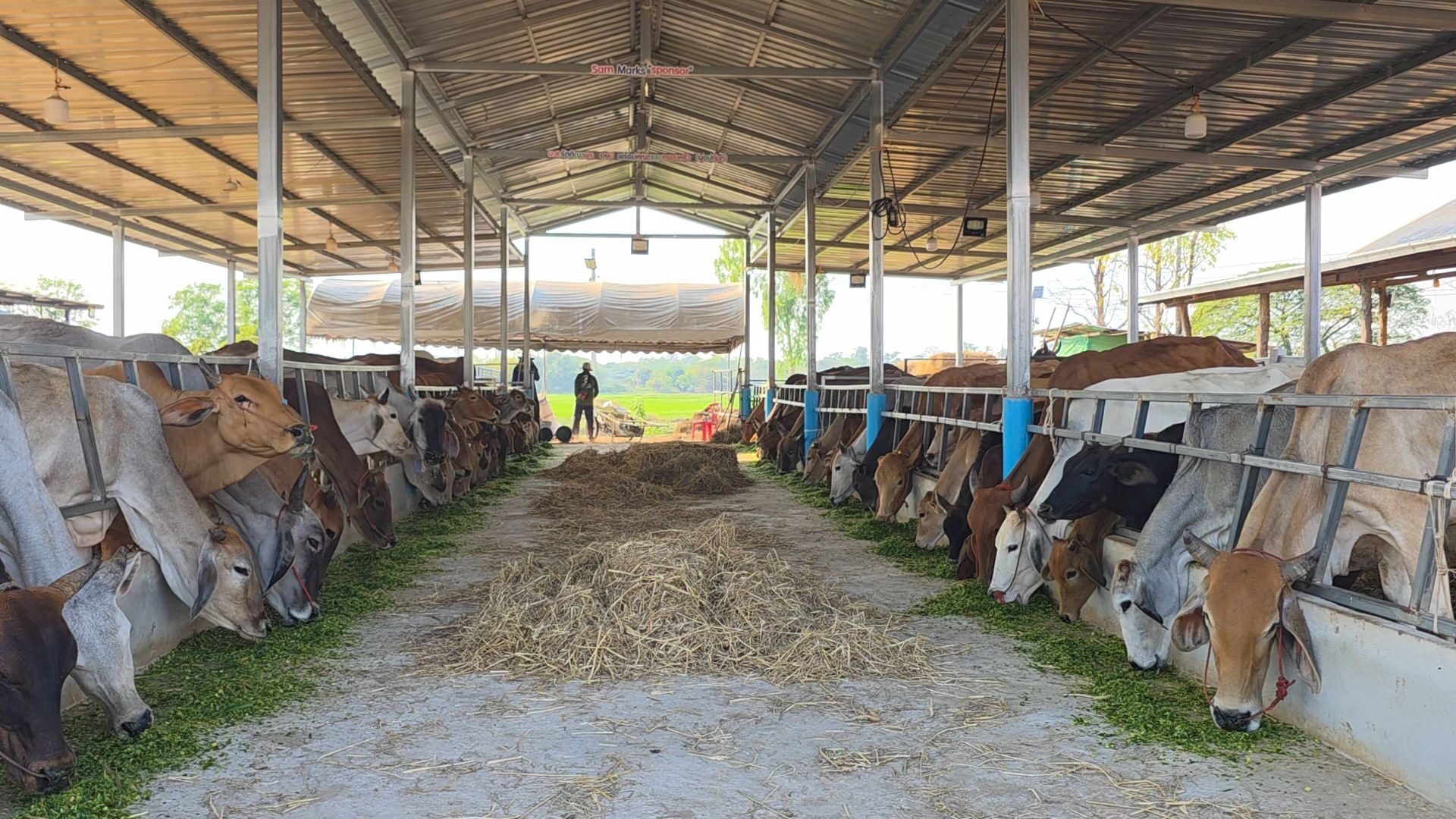 Cattle & Buffalo Sanctuary
