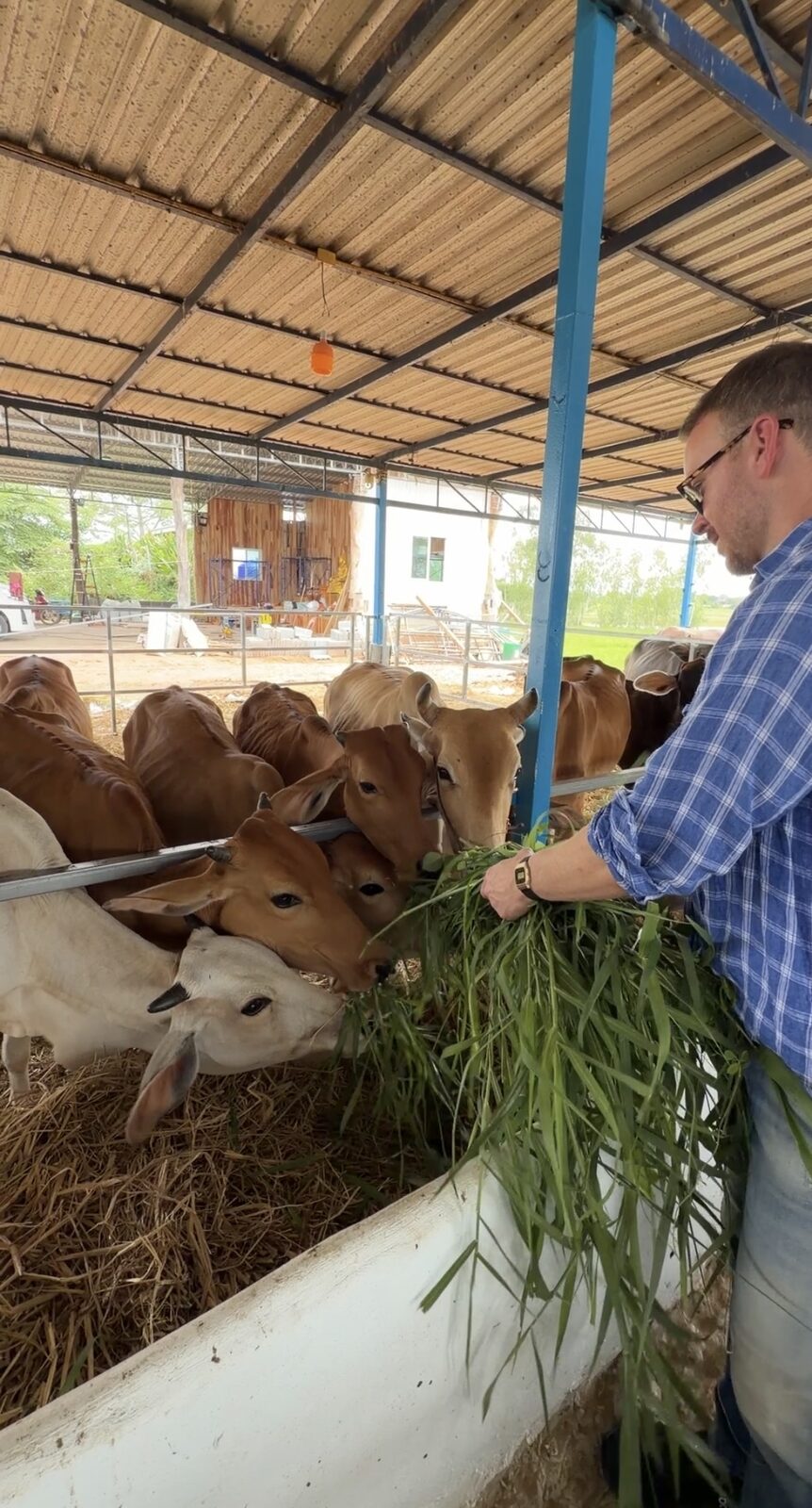 Feeding fresh grass by hand to a rescued cow at the sanctuary